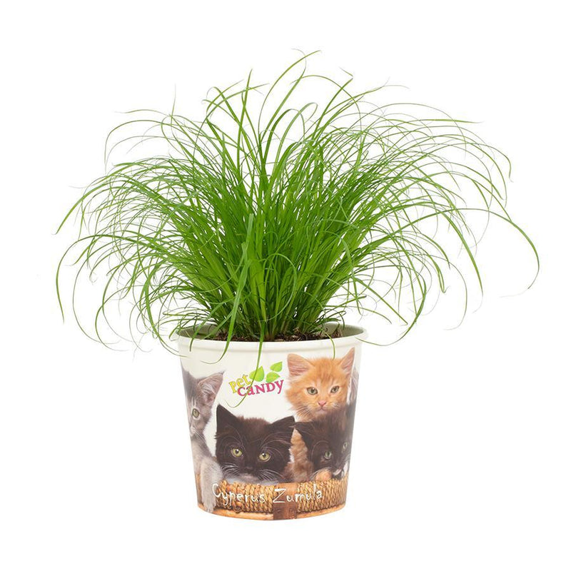 Cyperus Zumula 12cm: Easy-Care Houseplant in a Candy Kat Pot