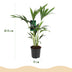 Kentia Palme (Howea Forsteriana) - Pflegeleichte Zimmerpflanze, Topf 17cm Bild 3