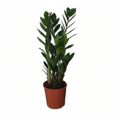 ZZ-Pflanze Zamioculcas Zamiifolia: Ø14cm, 55cm hoch