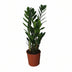 ZZ-Pflanze Zamioculcas Zamiifolia: Ø14cm, 55cm hoch Bild 1