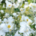 24x Autumn Anemone 'Honorine Jobert' - 10-25cm - Ø9cm Bild 6