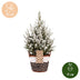 2x Picea glauca Conica - Zuckerhutfichte - Grün - Weiß - Weihnachtsbaum - inkl. Korb - Ø17cm - ↕65cm Bild 5