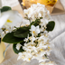 Kolibri Orchids | Plant Set Poppy Orange Nazare | White Nazare Orchid Ø9 cm + Green Plant Ø6 cm incl. Pots – fresh from the grower Bild 7