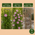 Clematis Piilu - Romantische Weiß-Rosa Kletterpflanze, Ø9cm Bild 5