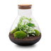 Bottle Garden Sam XL: DIY Plant Terrarium 35cm, incl. Tools & Instructions Bild 2