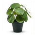 Künstliche Pilea Pflanze 25 cm im schwarzen Topf - Pflegeleicht Bild 1