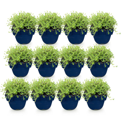 Green boutiQ - Perennials - Thymus praecox Albiflorus - White Creeping Thyme - Fragrant - White - 12 Plants - 11cm Pot - Height 15-25cm