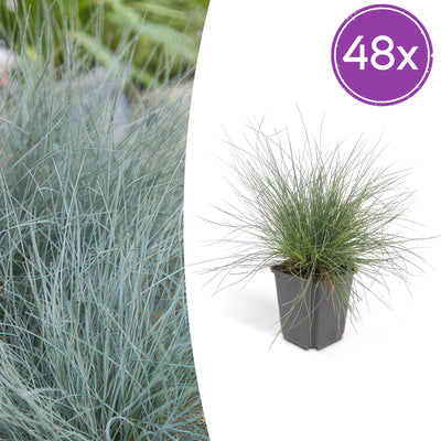 Ziergras 'Elijah Bleu' (Festuca glauca): 48x 10-25cm