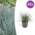Ziergras 'Elijah Bleu' (Festuca glauca): 48x 10-25cm Bild 1