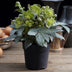 GreenboutiQ - Gartenpflanze - Lenten Rose Helleborus sternii Silver Dollar - Grüne Blume - 1 Pflanze - Immergrün - Topf 14cm Höhe 35cm Bild 5