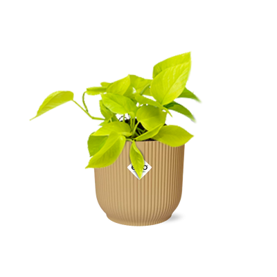 Epipremnum Pinnatum Golden Pothos in Topf ELHO 14cm gelb