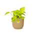 Epipremnum Pinnatum Golden Pothos in Topf ELHO 14cm gelb Bild 1
