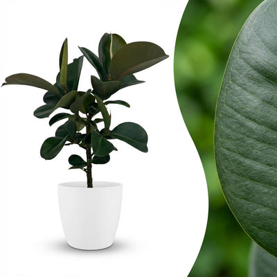 Gummibaum Ficus Elastica Cloe, 65cm, inkl. weißem Übertopf