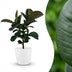 Gummibaum Ficus Elastica Cloe, 65cm, inkl. weißem Übertopf Bild 1