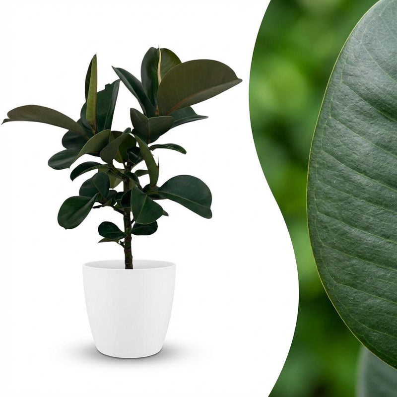 Gummibaum Ficus Elastica Cloe, 65cm, inkl. weißem Übertopf