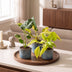 3er Baby Tropical Mix: Monstera, Philodendron Florida, Philodendron Neon Bild 3