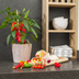 Rote Snack-Paprika Pflanze: Frisch vom Balkon ernten! Bild 5