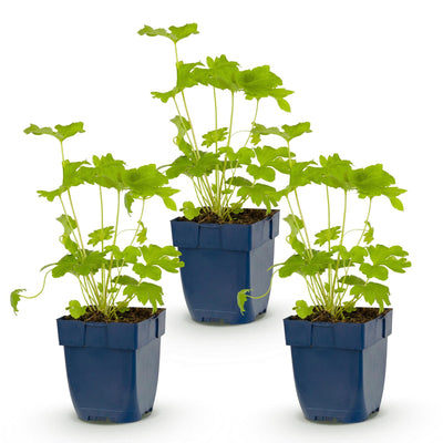 Green boutiQ - Perennial - Delphinium (P) Black Knight - Larkspur - Bee and Butterfly Attractors - Purple - 3 Plants - Pot 11cm - Height 15-25cm