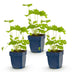 Green boutiQ - Perennial - Delphinium (P) Black Knight - Knight's Spur - Bee and Butterfly Attractors - Purple - 3 Plants - Pot 11cm - Height 15-25cm Bild 2