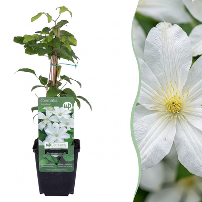 Clematis Jackmanii Huldine Kletterpflanze Weiß Ø9cm - 35cm