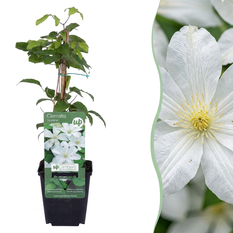 Clematis Jackmanii Huldine Kletterpflanze Weiß Ø9cm - 35cm