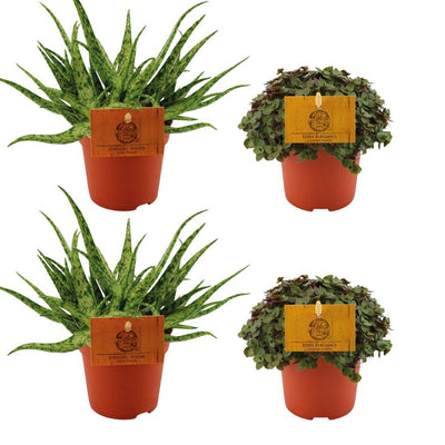 4er-Set: Aloe Spider & Callisia Turtle – Ø10,5 cm Töpfe