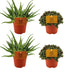 4er-Set: Aloe Spider & Callisia Turtle – Ø10,5 cm Töpfe Bild 1
