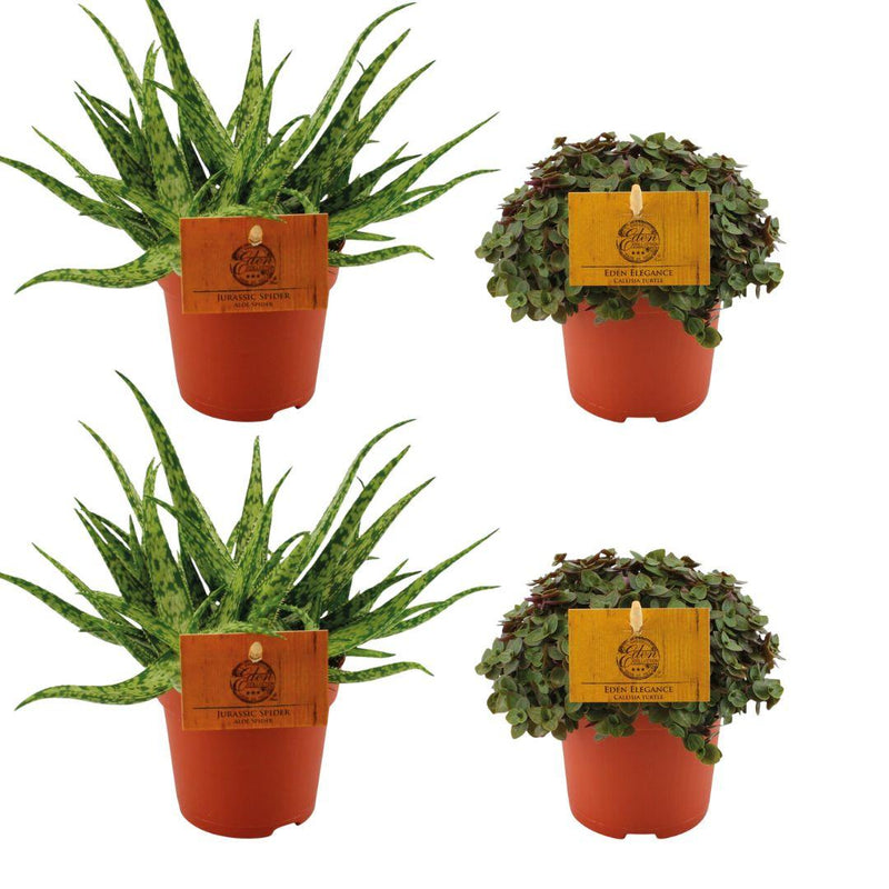 4er-Set: Aloe Spider & Callisia Turtle – Ø10,5 cm Töpfe