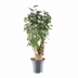 Polyscias Fabian: Elegante Zimmerpflanze, 60cm, Ø17cm Bild 1