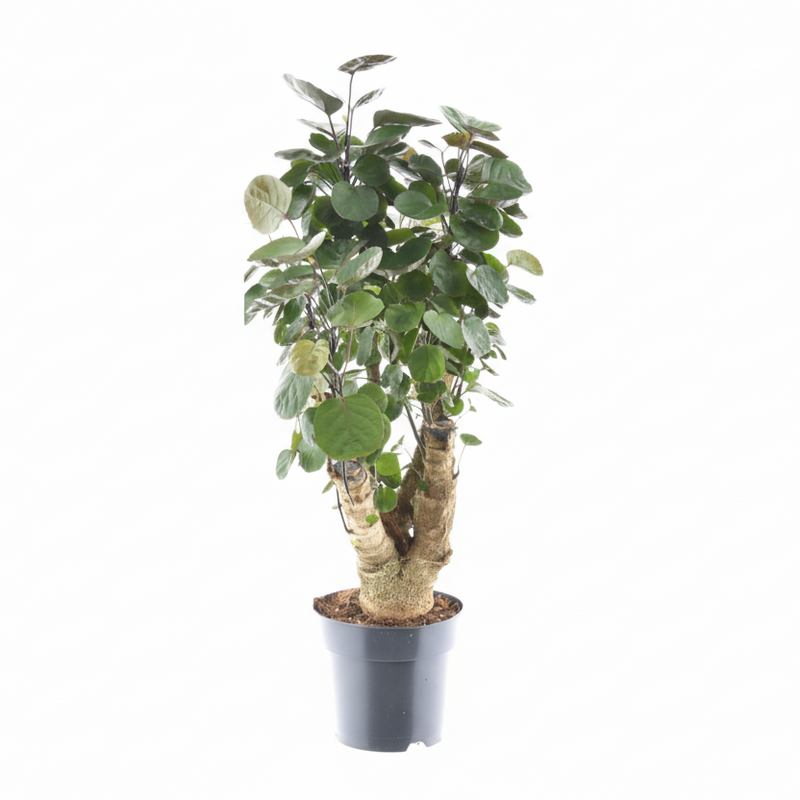 Polyscias Fabian: Elegante Zimmerpflanze, 60cm, Ø17cm