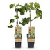 GreenboutiQ Feigenbaum Little Miss Figgy, 2 Pflanzen, 50cm Höhe Bild 1