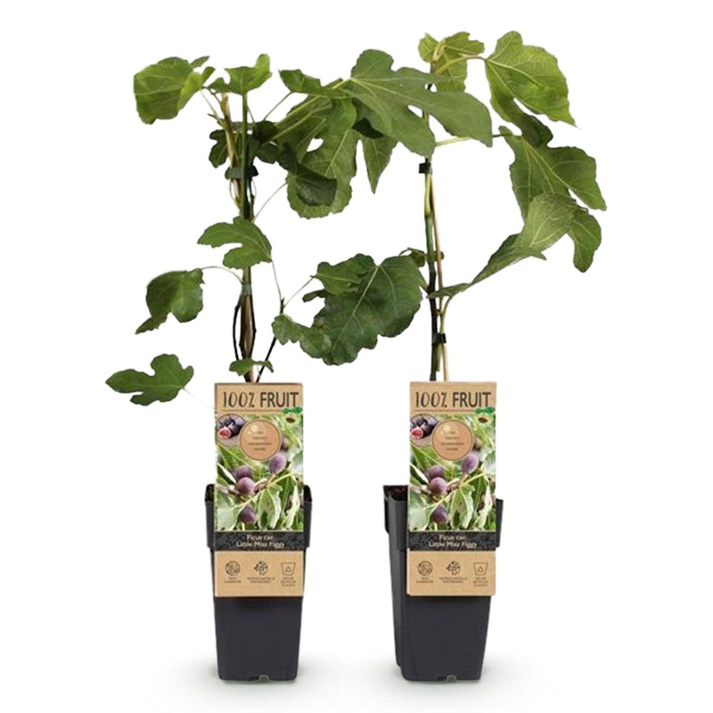 GreenboutiQ Feigenbaum Little Miss Figgy, 2 Pflanzen, 50cm Höhe