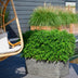 Gartenbambus Moontears Boobux winterhart 70 cm im 29 cm Topf Bild 4