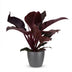 Philodendron Imperial Red Houseplant with Pot - 60cm Bild 2