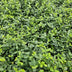 24x Euonymus fort. 'Minimus' - ↕10-25cm - Ø9cm Bild 7