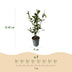 GreenboutiQ Ligustrum ovalifolium Heckenpflanzen - 8er Set, 1m, immergrün Bild 3