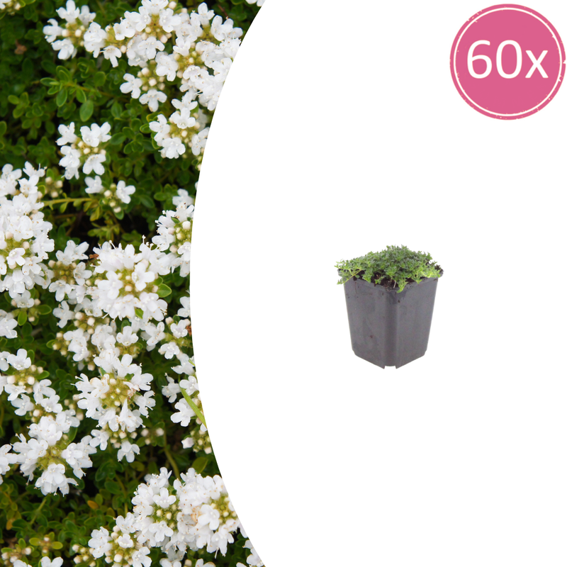 Thymus praecox 'Albiflorus' - Bodendecker mit weißen Blüten, 10-25cm