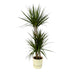 Dracaena Marginata 120 cm mit elho Topf, 24x23 cm, weiß Bild 1