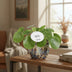 Pilea Mojito Zimmerpflanze | Ø13cm | Grün | Pflegeleicht Bild 2