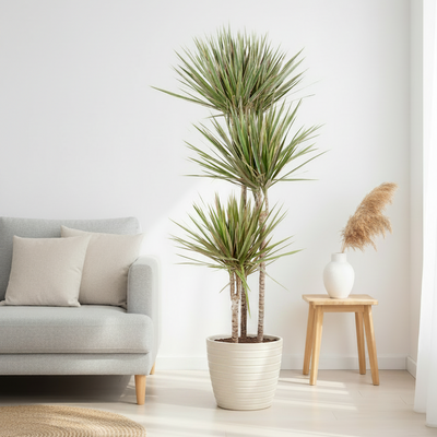 Dracaena biocolor - 160 cm