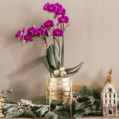 Kolibri Orchidee Violette Chamonix mit Goldtopf Ø9cm