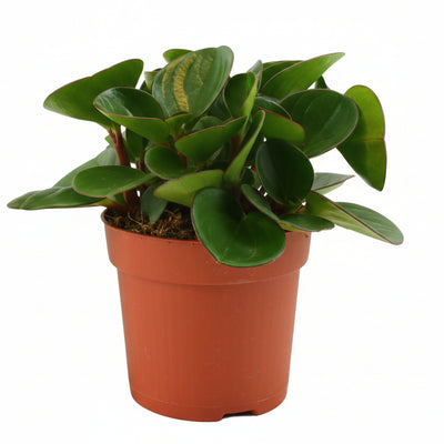 Peperomia Obtipan Ø11cm, ↕15cm - Pflegeleichte Zimmerpflanze