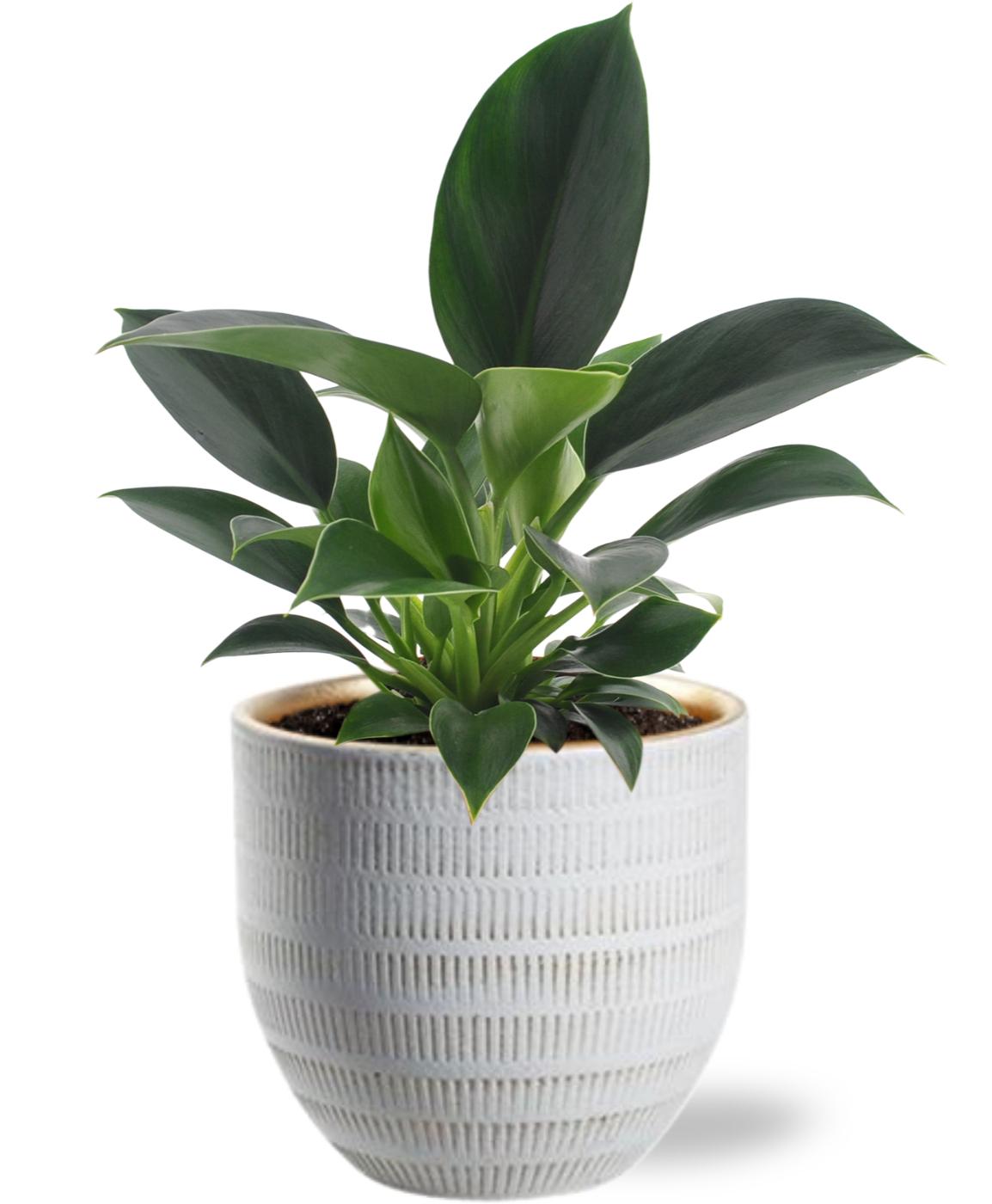 Philodendron Green Princess - Ø12cm - ↕25cm +  Beau Pot D14x13cm - Weiß