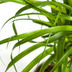 Beaucarnea Recurvata Elefantenfuß Stamm Ø17cm, 40-60cm Bild 6
