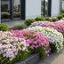Green boutiQ - Perennial - Phlox Tricolour - Flame Flower - Ground Cover - Purple - Pink - White - 6 Plants - Pot 11cm - Height 15-25cm Bild 12