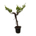 Weinrebe Druivenbaum verzweigt, 220cm Bild 1