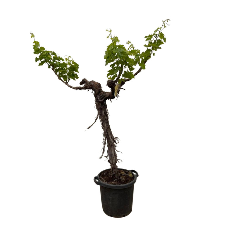 Weinrebe Druivenbaum verzweigt, 220cm