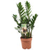 Zamioculcas Zamiifolia - Grün, Pflegeleicht, Ø17cm, ↕70cm Bild 1