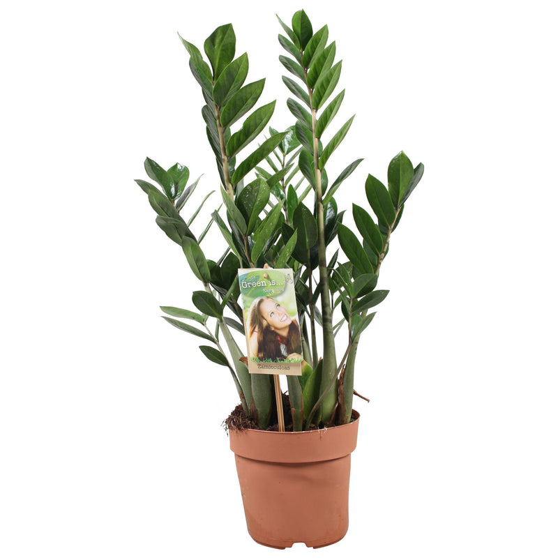 Zamioculcas Zamiifolia - Grün, Pflegeleicht, Ø17cm, ↕70cm