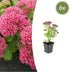6x Sedum 'Autumn Joy' - 10-25cm - Ø9cm Bild 1